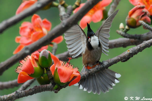 © chào mào ốp